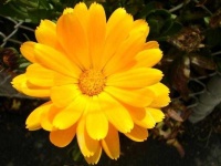 image of flower