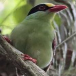 image of bird