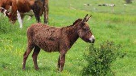 image of donkey #42
