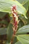 image of flower