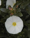 image of flower