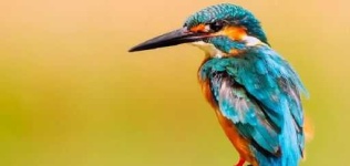 image of kingfisher