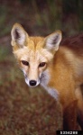 image of red_fox
