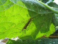 image of centipede