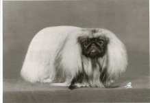 image of pekinese