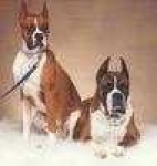image of dingo