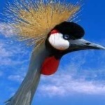 image of bird