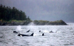 image of animal