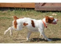 image of brittany_spaniel
