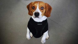 image of animal