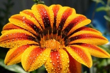 image of flower