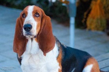 image of basset_hound #25