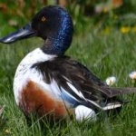 image of bird