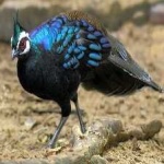 image of bird