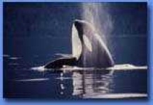 image of killer_whale #0