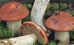 image of bolete