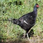image of bird