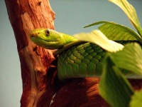 image of green_mamba