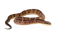 image of snake #4