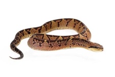 image of animal