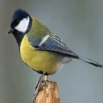 image of bird