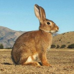 image of animal