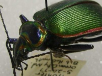 image of ground_beetle #7