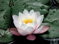 image of flower