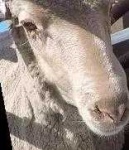 image of animal
