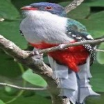 image of cuban_trogon #18