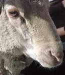 image of animal