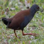 image of bird