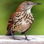 image of bird