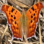 image of animal