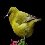 image of bird