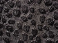 image of trilobite