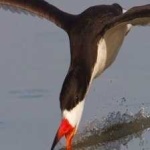 image of black_skimmer #12