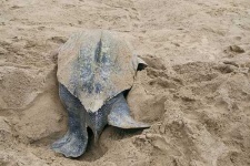 image of leatherback_turtle