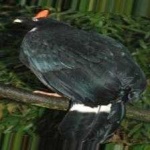image of bird