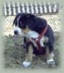 image of entlebucher