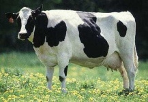 image of animal
