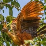 image of bird