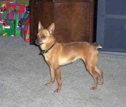 image of miniature_pinscher