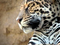 image of jaguar_car