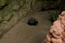image of echidna