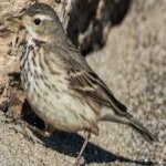 image of american_pipit #13