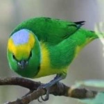 image of bird