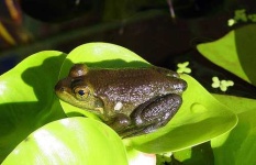 image of tailed_frog