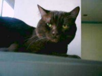 image of animal