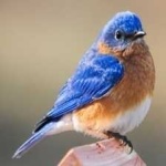 image of bird